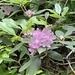 Gorge Rhododendron - Photo (c) Lydia Cox, some rights reserved (CC BY-NC), uploaded by Lydia Cox