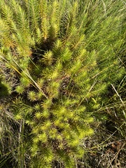 Melichrus procumbens