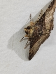Lepidoptera