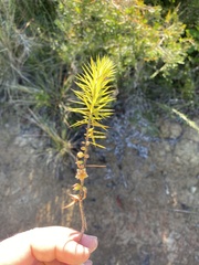 Melichrus procumbens