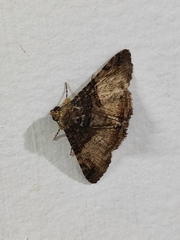 Lepidoptera