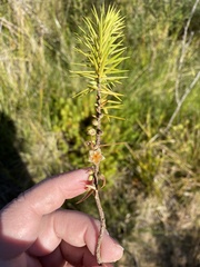 Melichrus procumbens