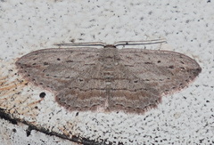 Scopula desita