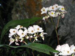Begonia acerifolia