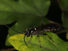 Coelichneumon sugillatorius