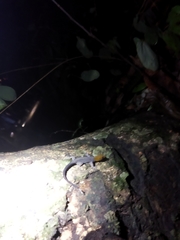 Gonatodes albogularis