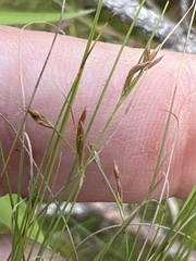 Rhynchospora thornei