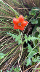 Caiophora contorta