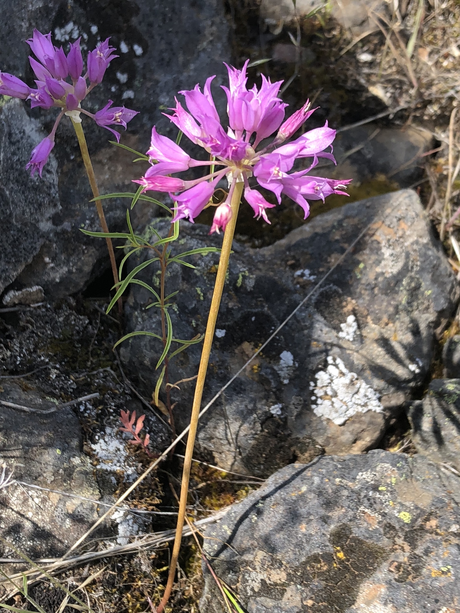 Allium acuminatum