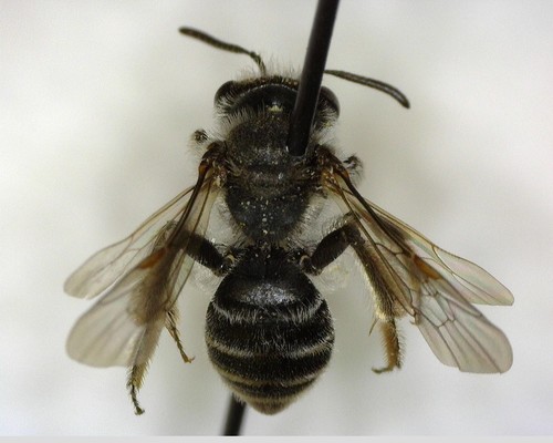 iNaturalist observation photo of Mining Bees