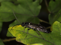 Coelichneumon sugillatorius
