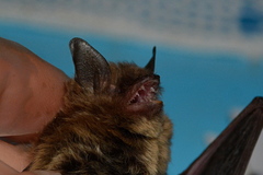 Myotis mystacinus