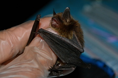Myotis mystacinus