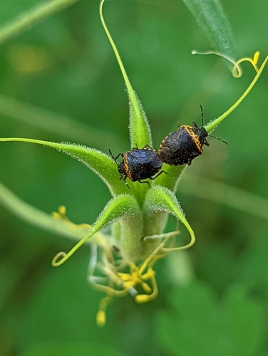Cosmopepla uhleri photo 5