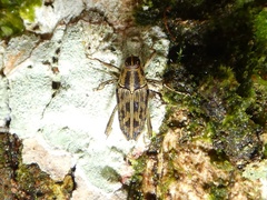 Copturus deplanus