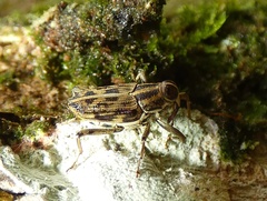 Copturus deplanus