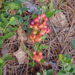 Vaccinium tenellum