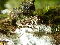 Copturus deplanus