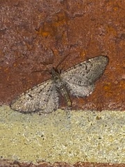 Eupithecia intricata