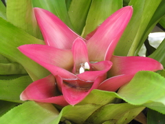 Nidularium innocentii