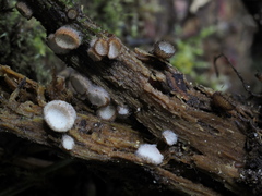 Hypomyces stephanomatis
