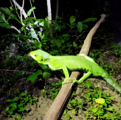 Polychrus marmoratus