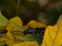 Coelichneumon sugillatorius