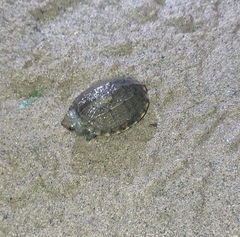 Kinosternon scorpioides