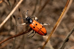 Mylabris quadripunctata