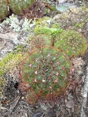 Parodia ottonis