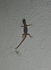 Gonatodes albogularis