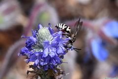 Triepeolus subnitens