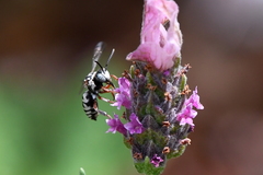 Triepeolus subnitens