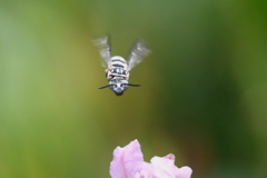 Triepeolus subnitens