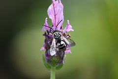 Triepeolus subnitens