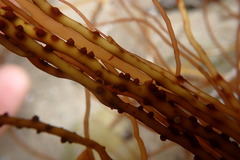 Gracilariaceae