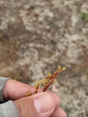 Lastarriaea coriacea