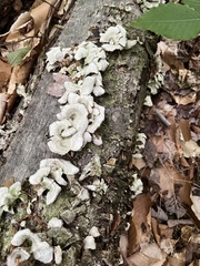 Cerrenaceae