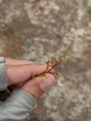 Lastarriaea coriacea