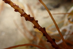 Gracilariaceae