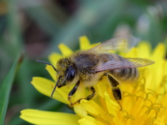 Apis mellifera