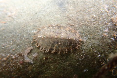 Mopalia porifera