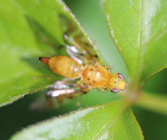 Strauzia longipennis