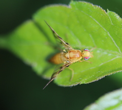 Strauzia longipennis