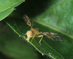 Strauzia longipennis