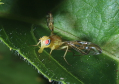 Strauzia longipennis