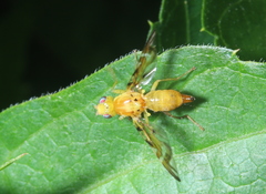 Strauzia longipennis