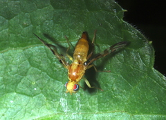 Strauzia longipennis