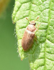 Byturus unicolor