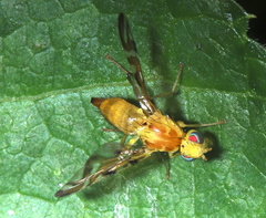 Strauzia longipennis